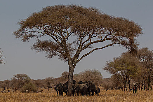 大象,非洲象,塔兰吉雷国家公园,坦桑尼亚