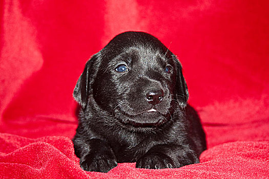 黑色拉布拉多犬,小狗,躺着,红色,毯子