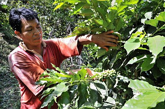 农民,收获,有机,咖啡,玻利维亚,南美