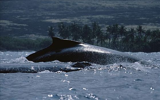 驼背鲸,大翅鲸属,鲸鱼,背鳍,夏威夷