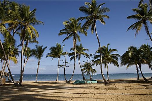 棕榈树,海滩,多米尼加共和国
