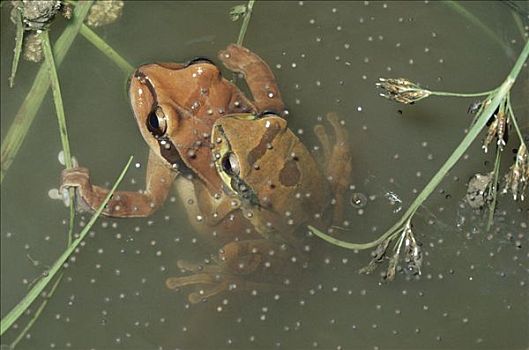 树蛙,一对,卵,蛋,水中,雨林,哥斯达黎加