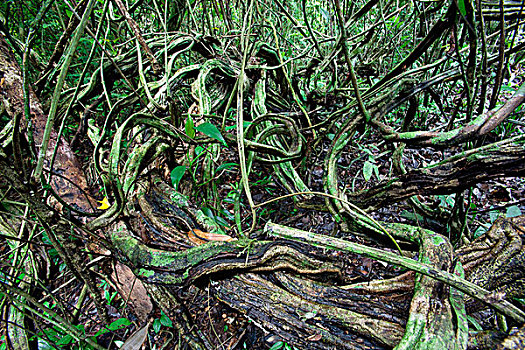 藤蔓植物,科罗拉多岛,巴拿马