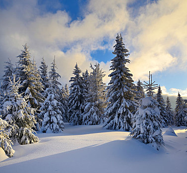 德国,萨克森安哈尔特,哈尔茨山,国家公园,云杉,雪,夜光,积雪,风景,冬天