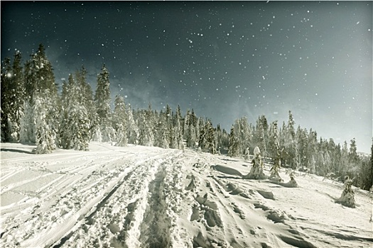 圣诞节,背景,雪,小路,树林