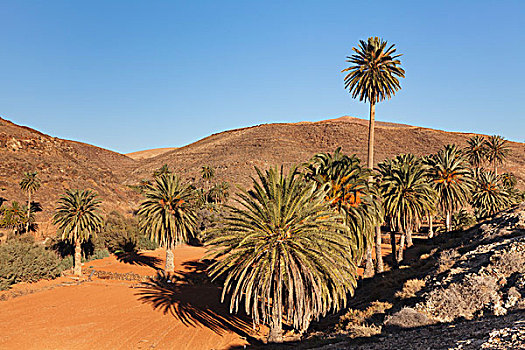 棕榈树,树,风景,水,靠近,富埃特文图拉岛,加纳利群岛,西班牙,欧洲