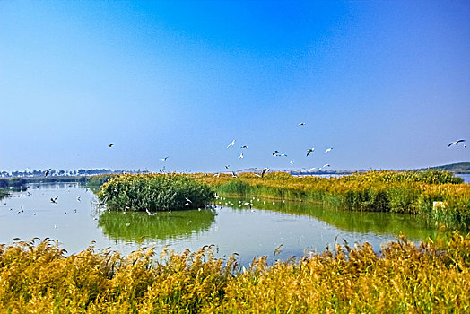 沙湖湿地景观