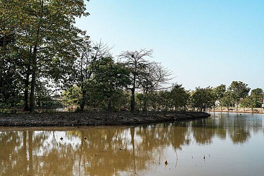 羊城广州初冬农科院菜园瓜棚里的玉米地