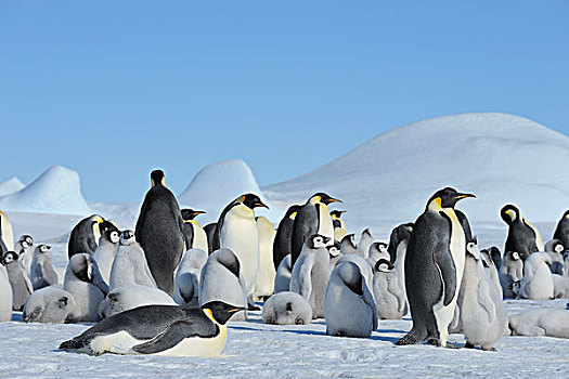 帝企鹅,生物群,雪丘岛,南极半岛,南极