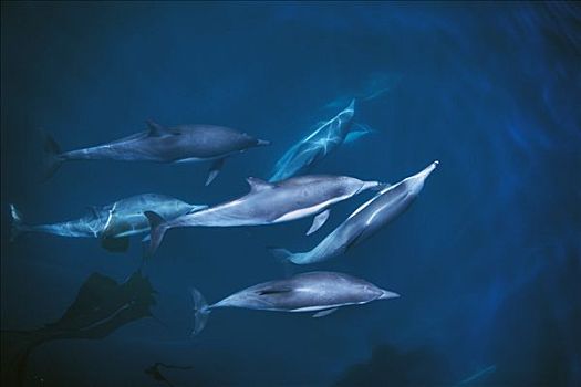 常见海豚,真海豚,科特兹海,北下加利福尼亚州,墨西哥