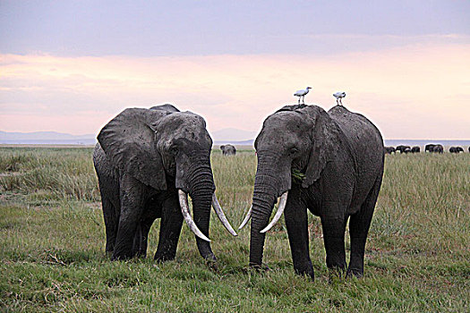 肯尼亚非洲象-两只象与两只鸟