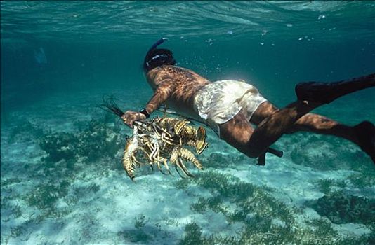 龙虾,捕鱼,伯利兹,加勒比海,尤卡坦半岛