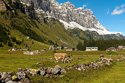牛,放牧,高山,夏天,草场,脚,格拉鲁斯,阿尔卑斯山,瑞士,欧洲