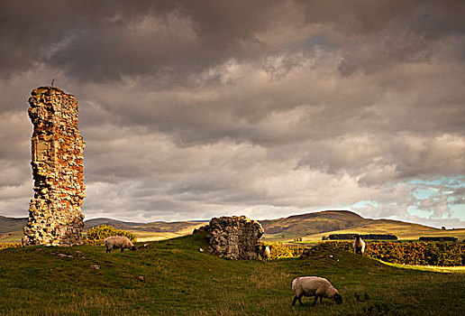 遗址,城堡,绵羊,放牧,土地,苏格兰边境,苏格兰