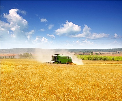 联合收割机,收获,小麦,粮食