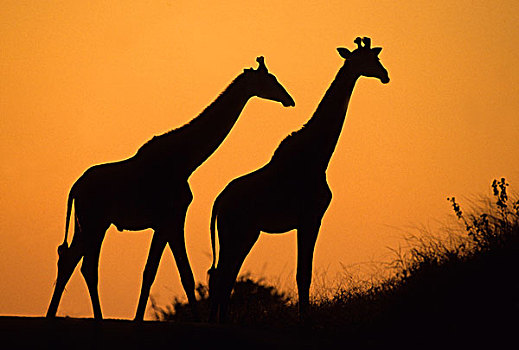 长颈鹿,黄昏,克鲁格国家公园,南非,非洲