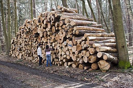 孩子,站立,正面,大,一堆木材,树,切削,风暴,黑森州,德国