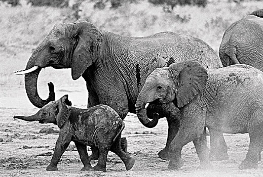大象,家庭,走