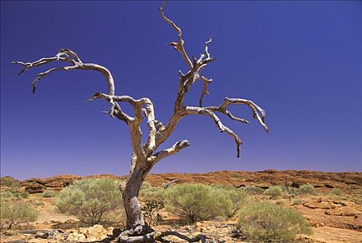 枯木,半荒漠,内陆,北领地州,澳大利亚