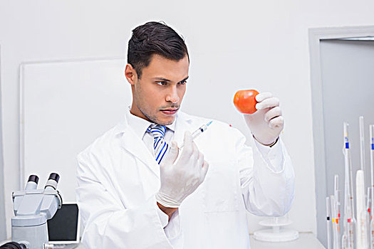 严肃,科学家,注射,西红柿