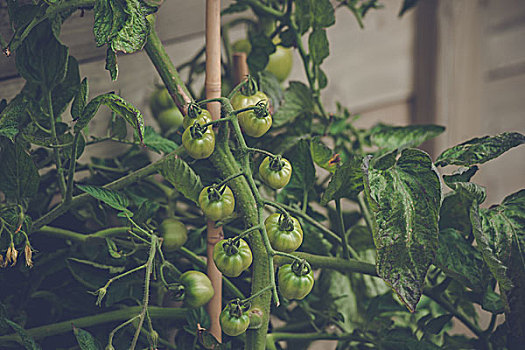 番茄植物,翠绿,西红柿,温室