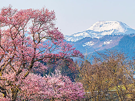 樱桃树,富山