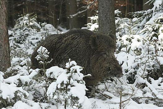野猪,雄性,冬天,树林