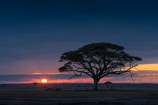 非洲草原合欢树日出