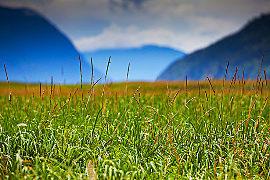草,潮汐,奇尔卡特山脉,背景,斯加格韦,阿拉斯加,美国