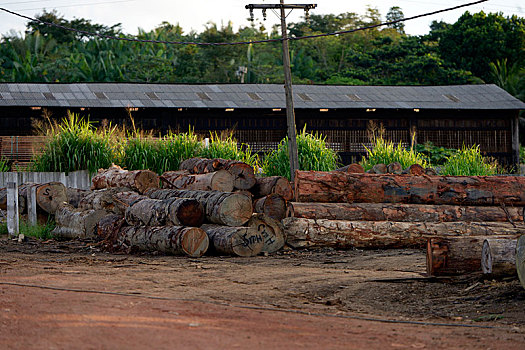 锯木厂,违法,伐木,亚马逊雨林,地区,巴西,南美