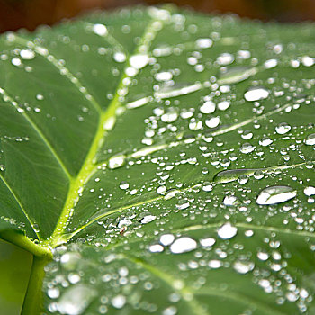 叶子,雨,背景,壁纸