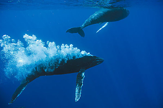 驼背鲸,大翅鲸属,鲸鱼,吹泡泡,吸引,女性,交配,动作,毛伊岛,夏威夷,提示,照相