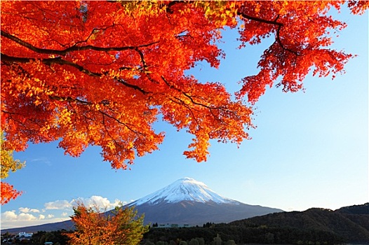 山,富士山,枫树
