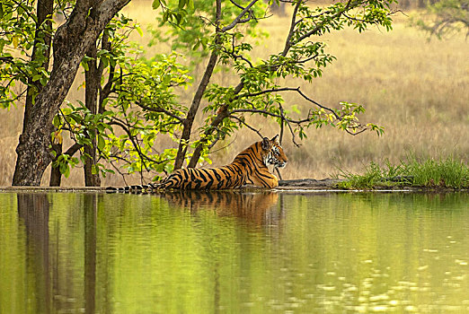 孟加拉虎,虎,湖,岸边,伦滕波尔国家公园,印度