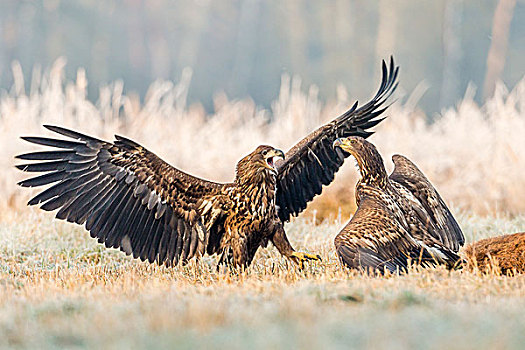两个,幼兽,鹰,争执,地上,死,鹿,波兰,欧洲