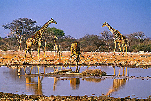 长颈鹿,水潭,埃托沙国家公园,纳米比亚,非洲