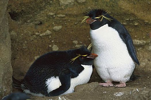 凤冠企鹅,南跳岩企鹅,一对,巢,一个,孵卵,蛋,岛屿,新西兰