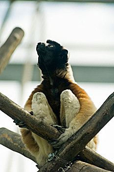 佩氏冕狐猴图片