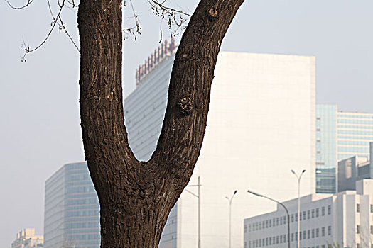北京,建筑,大楼,医院,中国人民解放军总医院,树木,形,字
