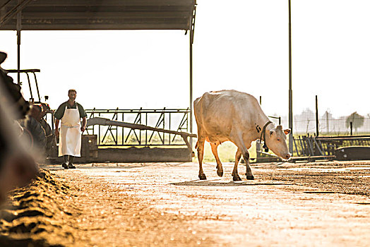 奶牛,农工,背景
