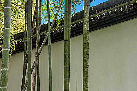 杭州灵隐寺院的竹林