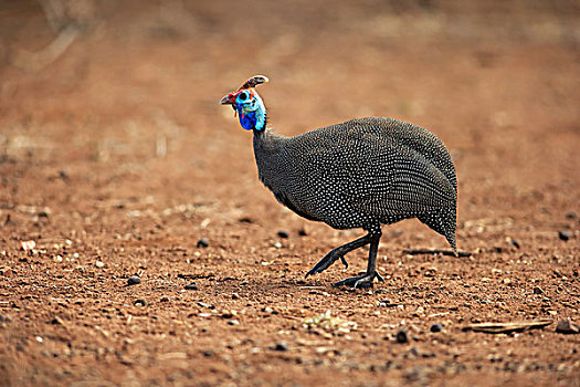 吐绶鸡,成年,走,克鲁格国家公园,南非,非洲