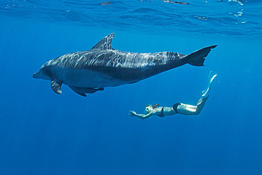 女性,水下呼吸管,靠近,印度洋,宽吻海豚,宽吻海豚属,日本,亚洲