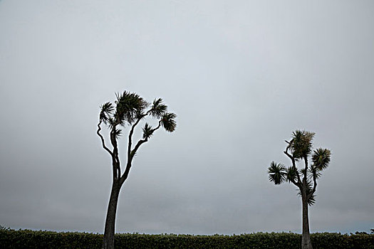 两个,棕榈树,风