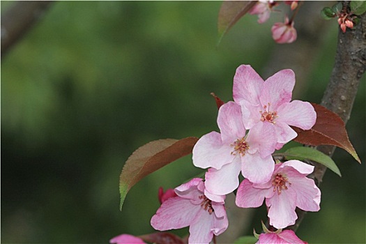 海棠,花,特写,留白