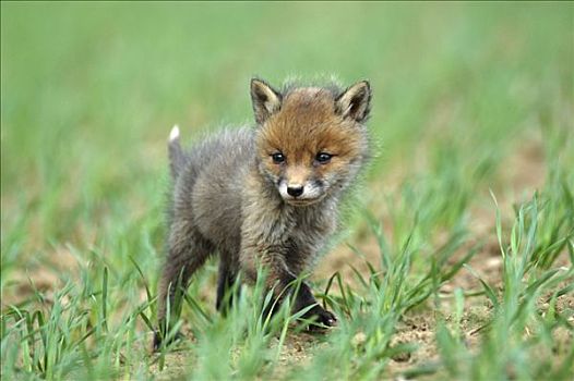 红狐,狐属,幼仔