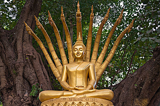 佛像,寺院,琅勃拉邦,老挝,亚洲