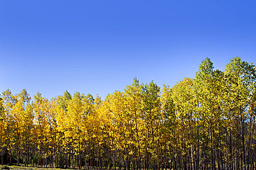 秋天,早,树林,黄色,白杨