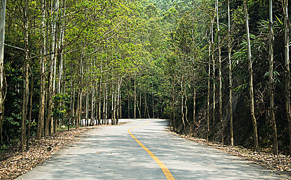 乡村,道路,树