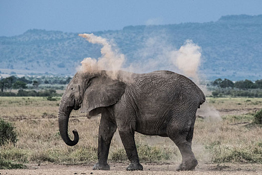 大象,投掷,泥土,背影,防晒霜,马赛马拉,肯尼亚